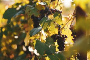 Lush vineyard with purple grapes and green leaves basking in golden sunlight in Năsăud, Romania.